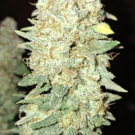 Pineapple Express