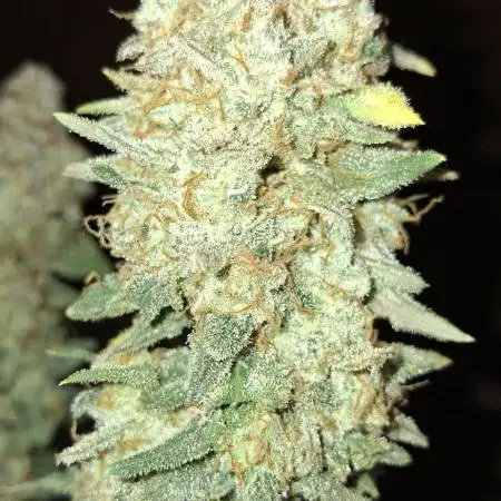 Pineapple Express