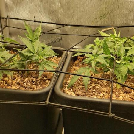 Pineapple Express