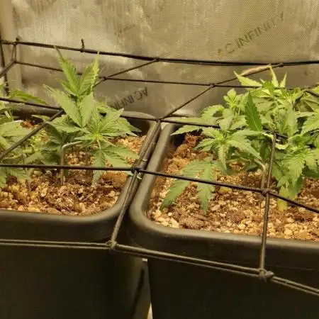 Pineapple Express