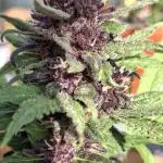 Banana Purple Punch