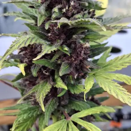 Banana Purple Punch