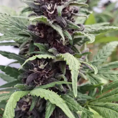 Banana Purple Punch