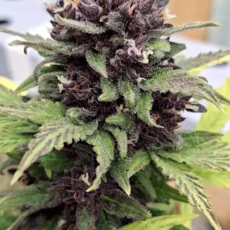 Banana Purple Punch
