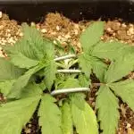 Pineapple Express