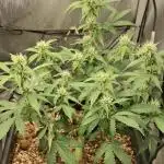 Pineapple Express