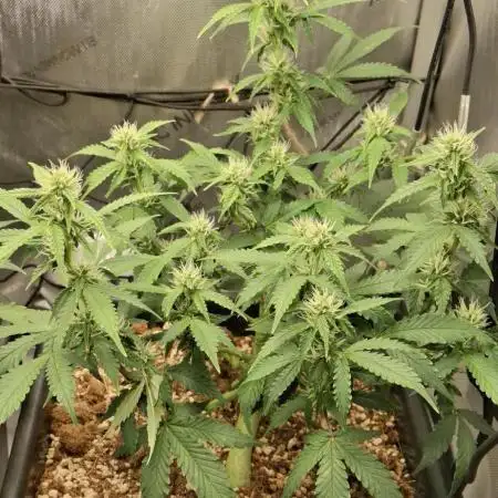 Pineapple Express