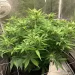 Mephisto Genetics - Creme de la Chem