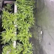 Clone to Harvest 2x4