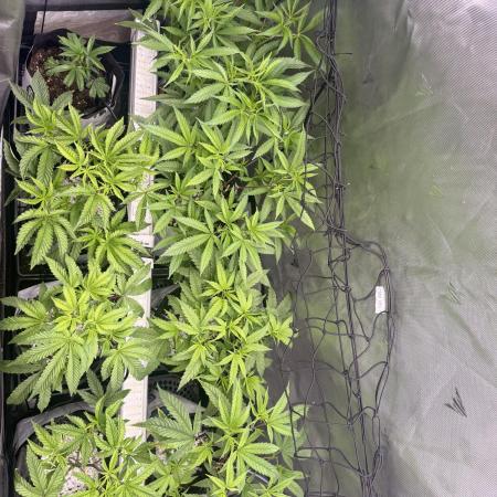 Clone to Harvest 2x4