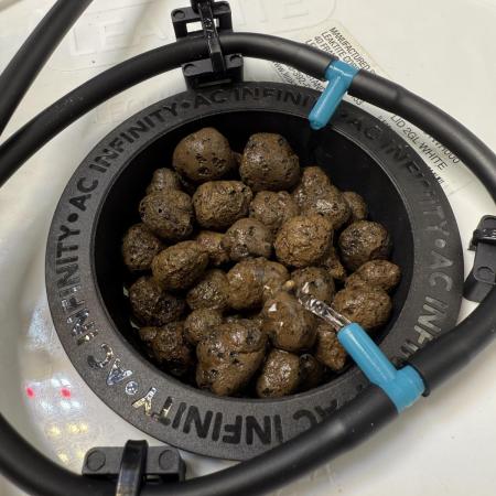 Papaya Cookies DWC