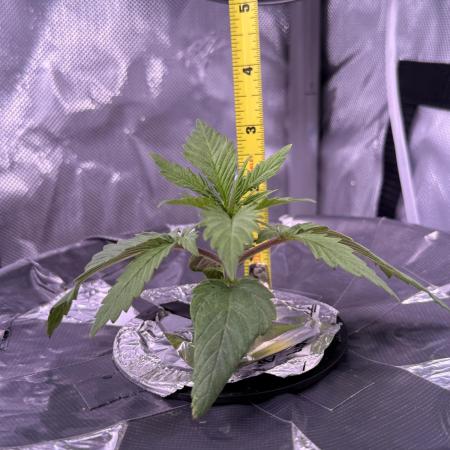 Pineapple Express Athena DWC