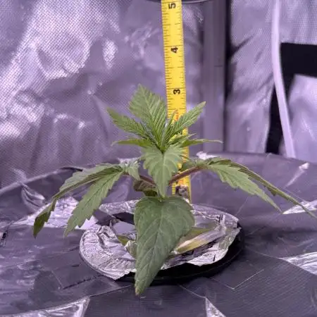Pineapple Express Athena DWC