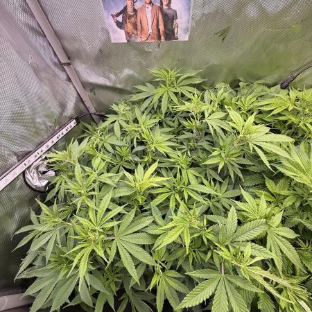 Pineapple Express Athena DWC