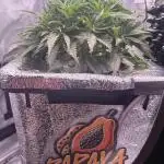 Papaya Cookies Athena DWC