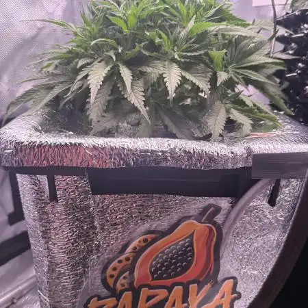 Papaya Cookies Athena DWC