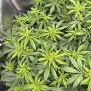 Pineapple Express Athena DWC