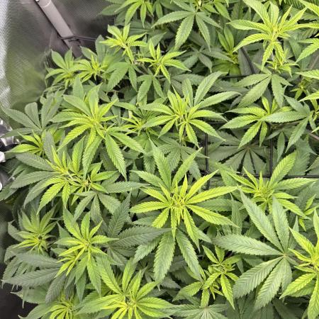 Pineapple Express Athena DWC