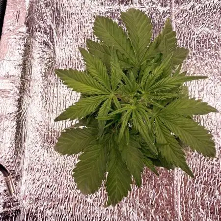 Papaya Cookies Athena DWC