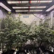Clone to Harvest 2x4
