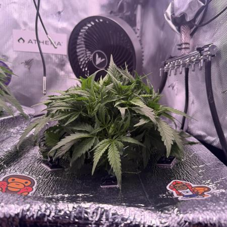 Papaya Cookies Athena DWC