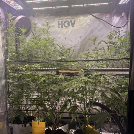 Clone to Harvest 2x4