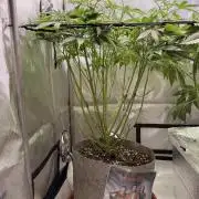 Pineapple Express Athena DWC