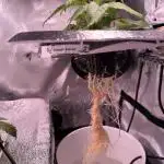 Pineapple Express Athena DWC