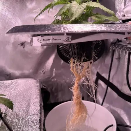 Pineapple Express Athena DWC