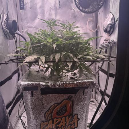 Papaya Cookies Athena DWC