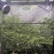 Clone to Harvest 2x4