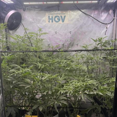 Clone to Harvest 2x4