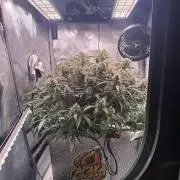 Papaya Cookies Athena DWC