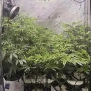 Clone to Harvest 2x4