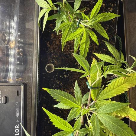 AK-47 Clones from SeriousSeeds