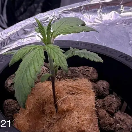 Papaya Cookies DWC FOOP