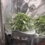 Pineapple Express Athena DWC