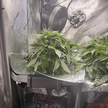 Pineapple Express Athena DWC
