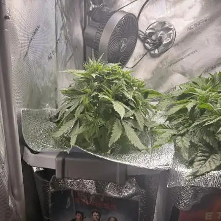 Pineapple Express Athena DWC