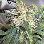 Tiny Devil Auto SM