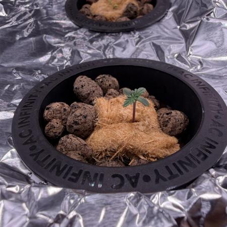 Papaya Cookies DWC FOOP