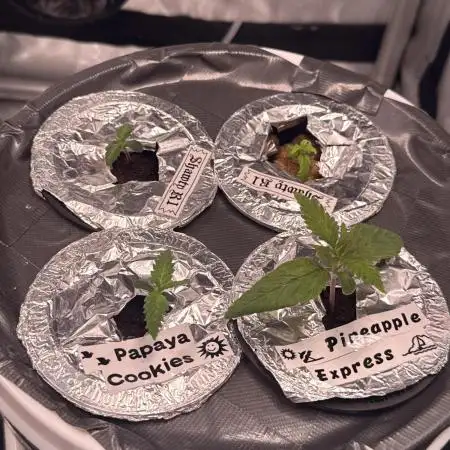 Pineapple Express Athena DWC