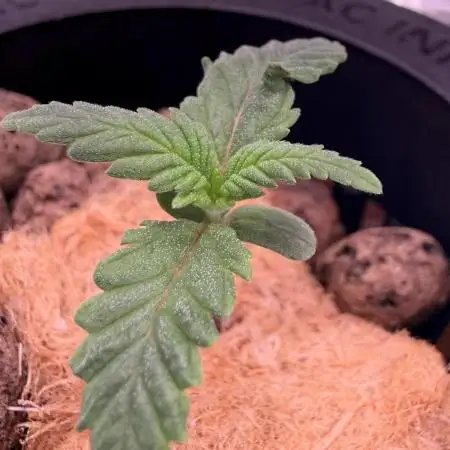 Papaya Cookies DWC FOOP