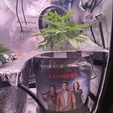 Pineapple Express Athena DWC