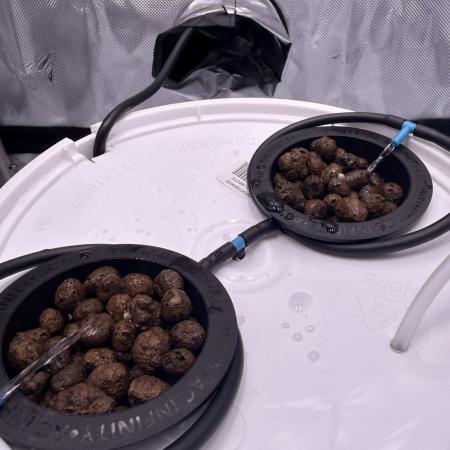 Papaya Cookies DWC FOOP