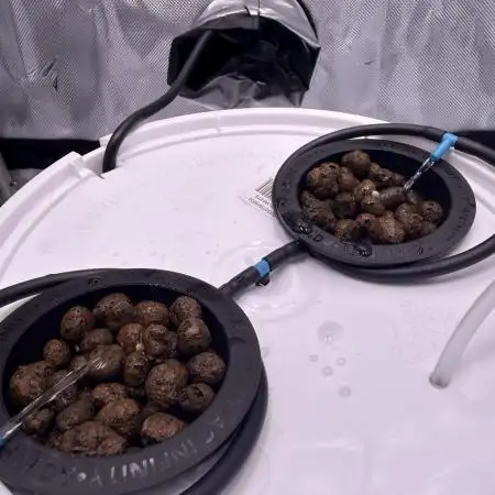 Papaya Cookies DWC FOOP