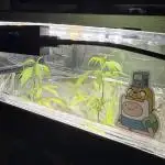 AK-47 Clones from SeriousSeeds