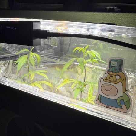 AK-47 Clones from SeriousSeeds