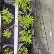 Clone to Harvest 2x4