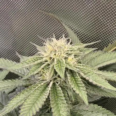 Cereal Milk + Extras w/ Drip Irrigation